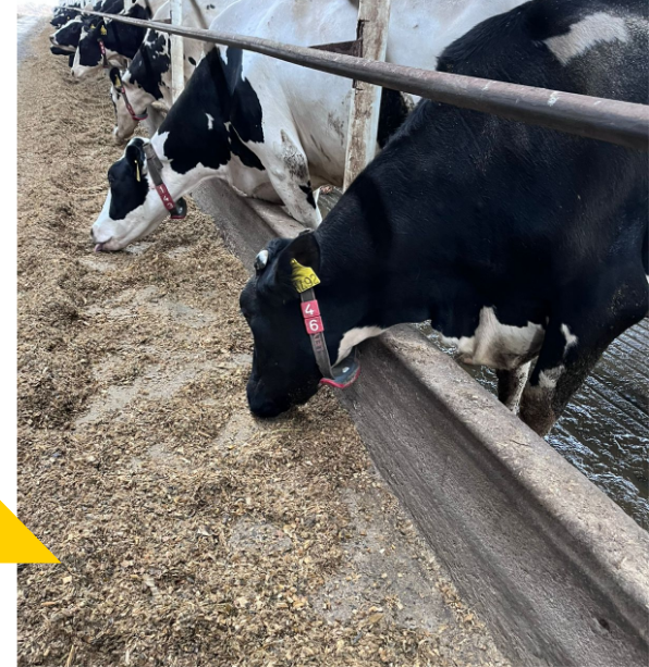 Experiencia Montechiari